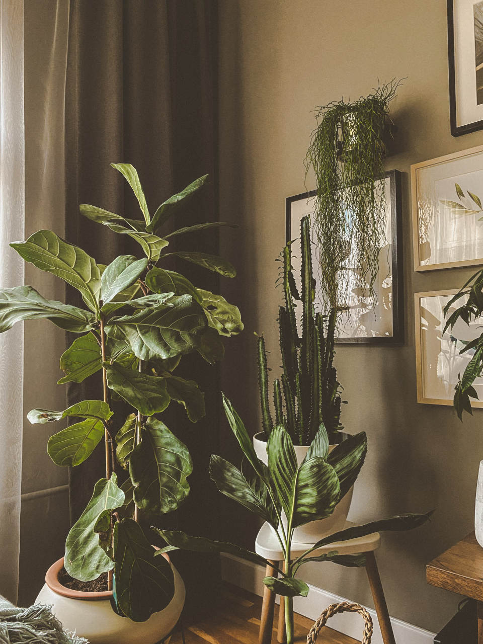 Indoor Plants