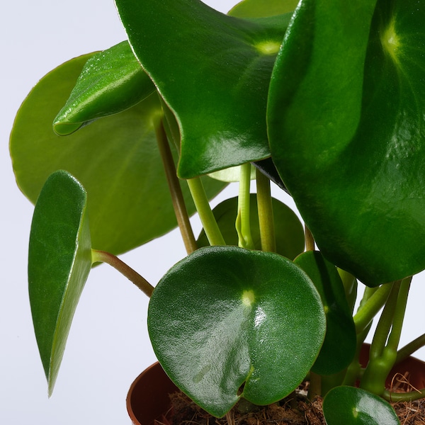 Peperomia Peperomia