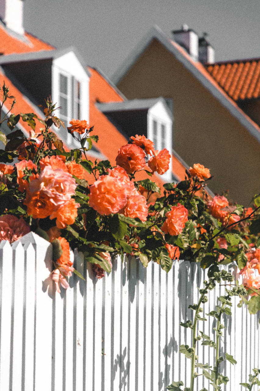 Picket Fence