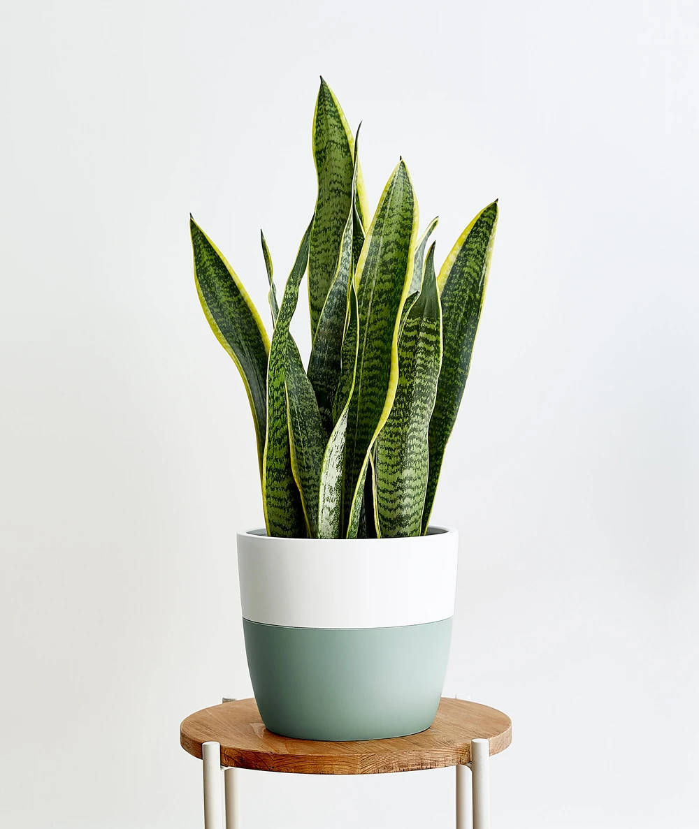 snake plant snake plant