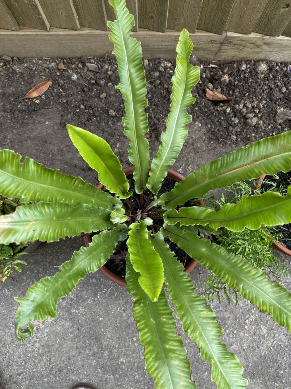 Asplenium scolopendrium – British