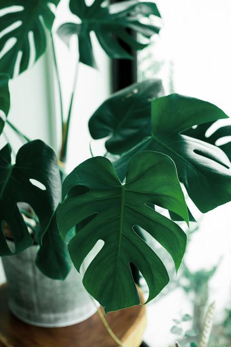 Monstera Big Monstera Big