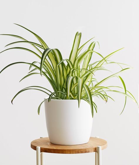 spider plant spider plant