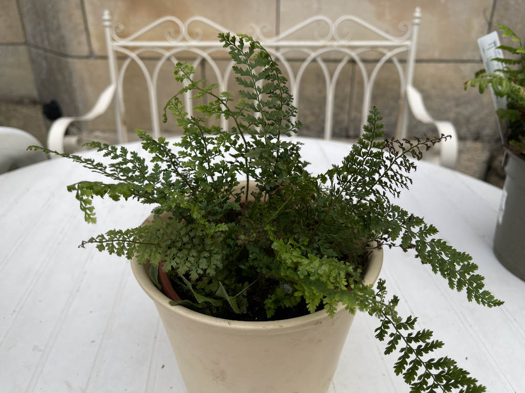 Polystichum Herrenhausen