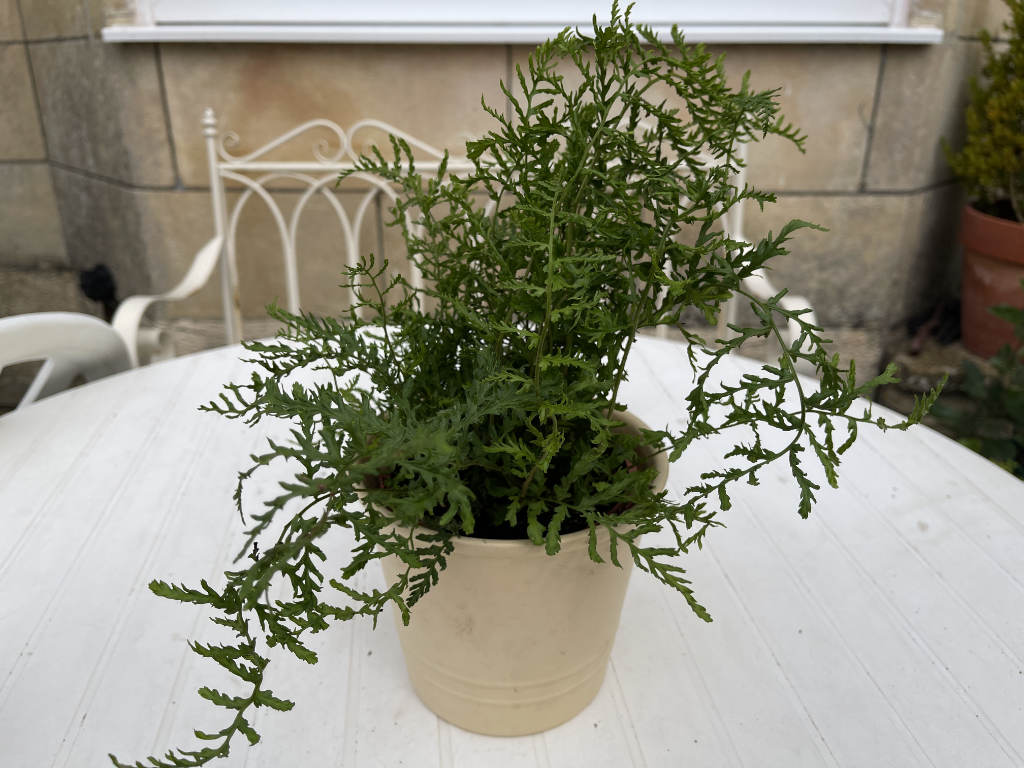 Male Fern Linearis Polydactyla