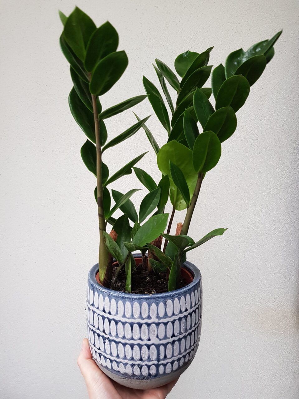 ZZ Plant