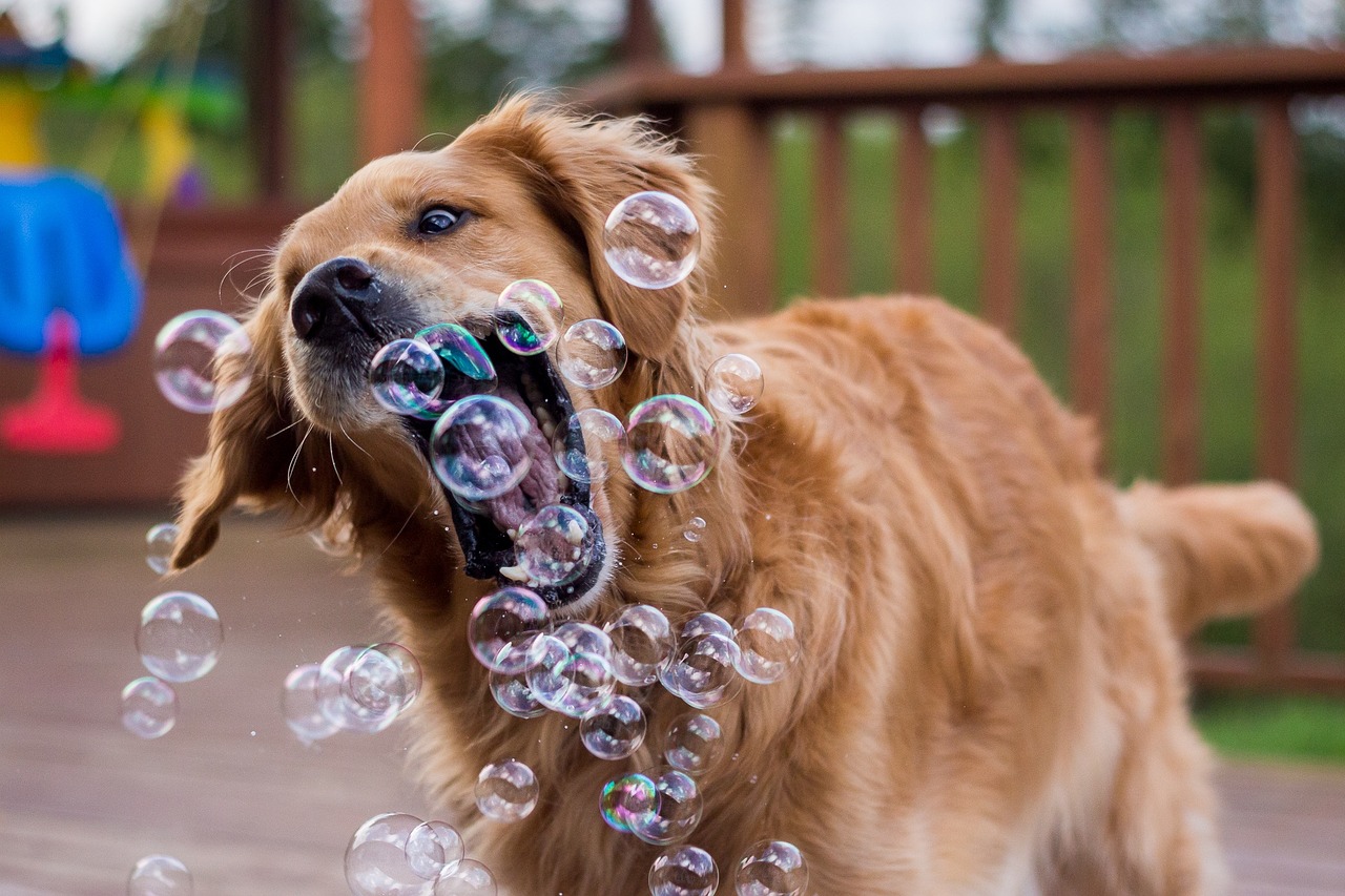Dog and Bubbles
