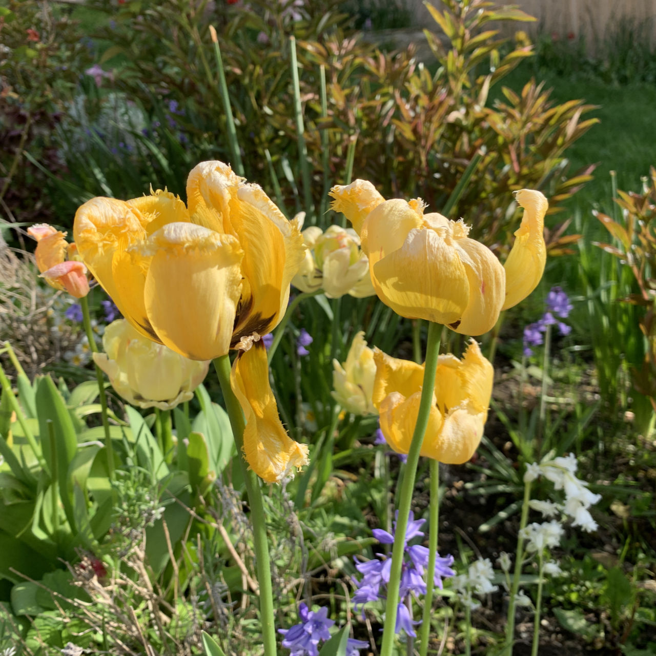 Tulips Past Its' Prime