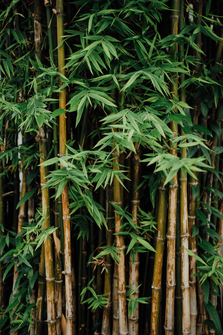 Bamboo for Privacy Bamboo for Privacy