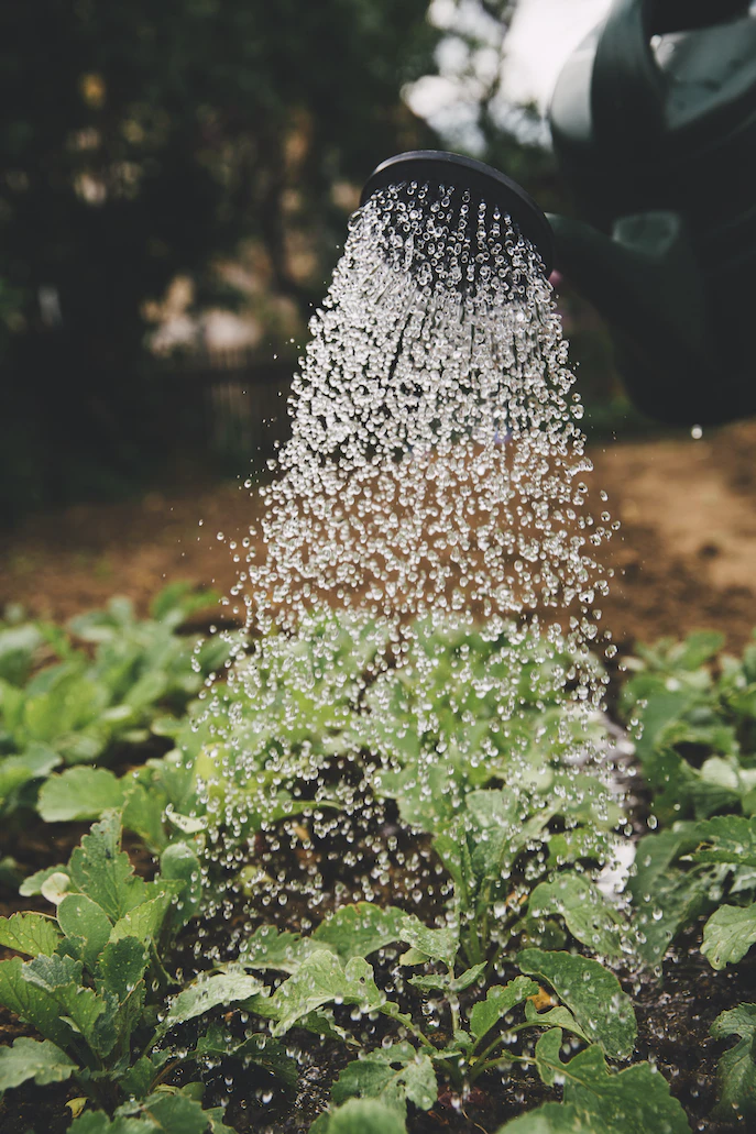 Vegetable Garden – Home Garden Vegetable Garden – Home Garden
