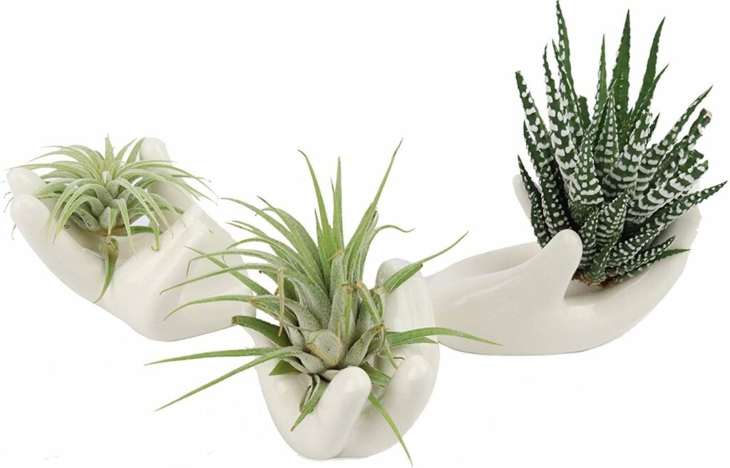 Potted Air Plants