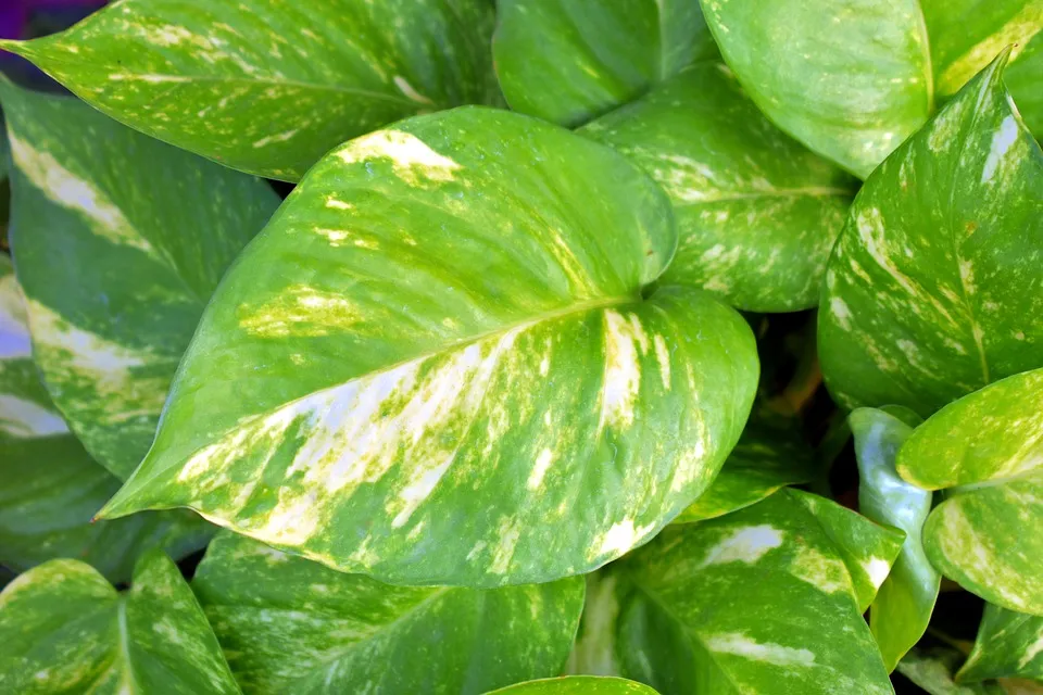 Golden-Pothos