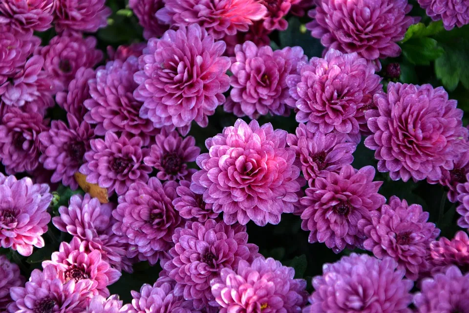 Chrysanthemum