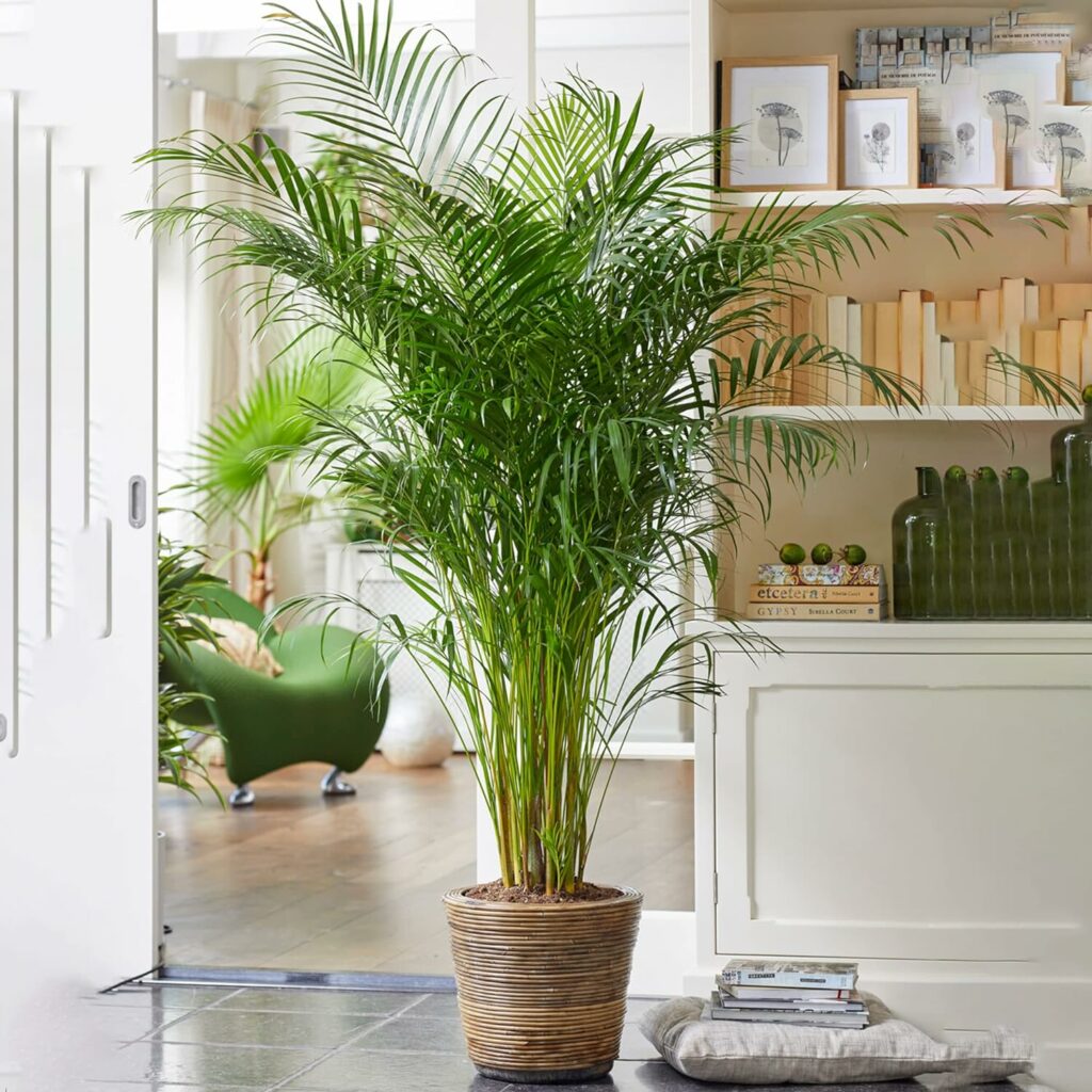 Areca Palm