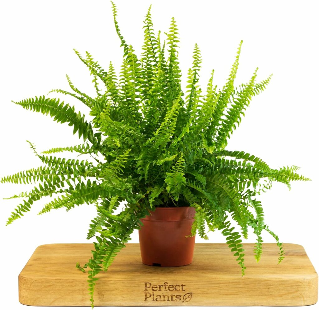 Boston Fern