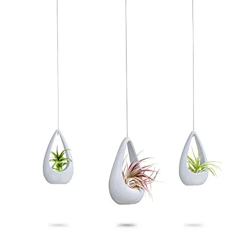 ceiling hanging potted air plants