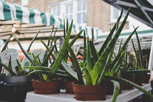 Rows of Aloe vera plants in pots