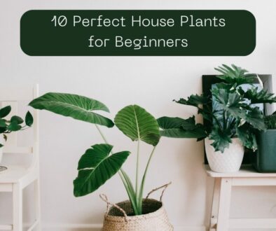 image of different potted plants in a white room. Text "10 Perfect House Plants for Beginners"