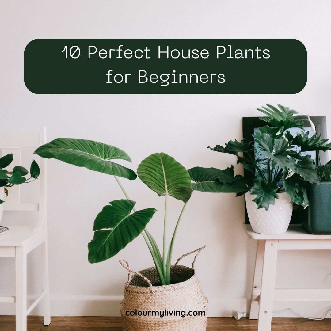 image of different potted plants in a white room. Text "10 Perfect House Plants for Beginners"