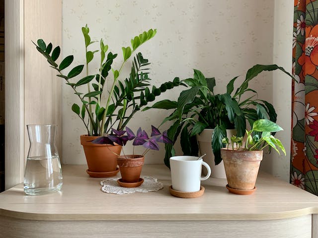 different plants in pots on a table