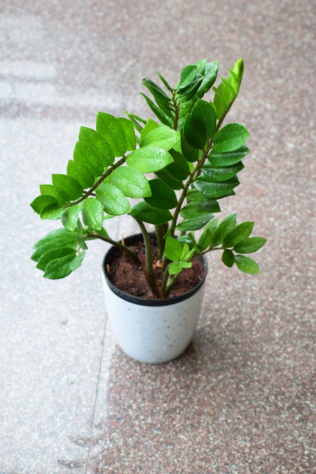 ZZ plant in a white pot