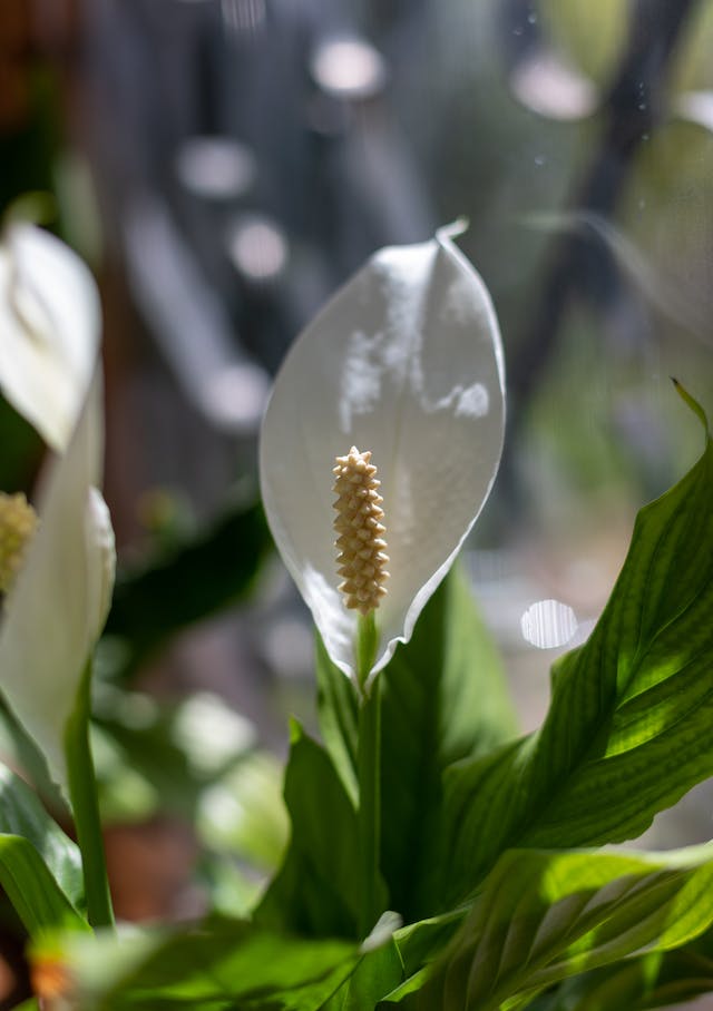 White flower of a peace lily