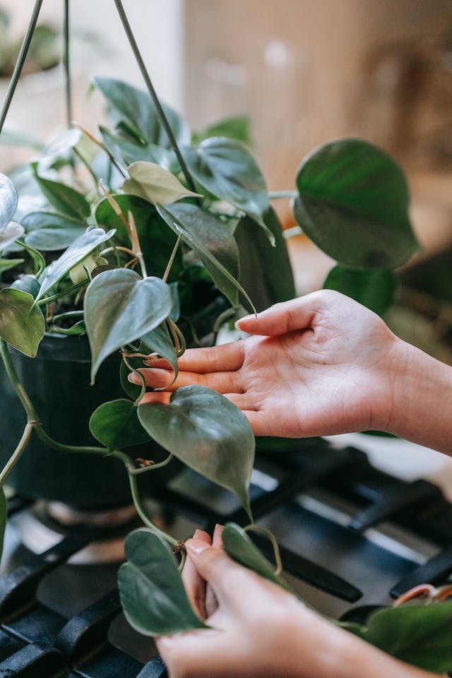 a hand outstretched touching the leaf of a Hanging Philodendron plant