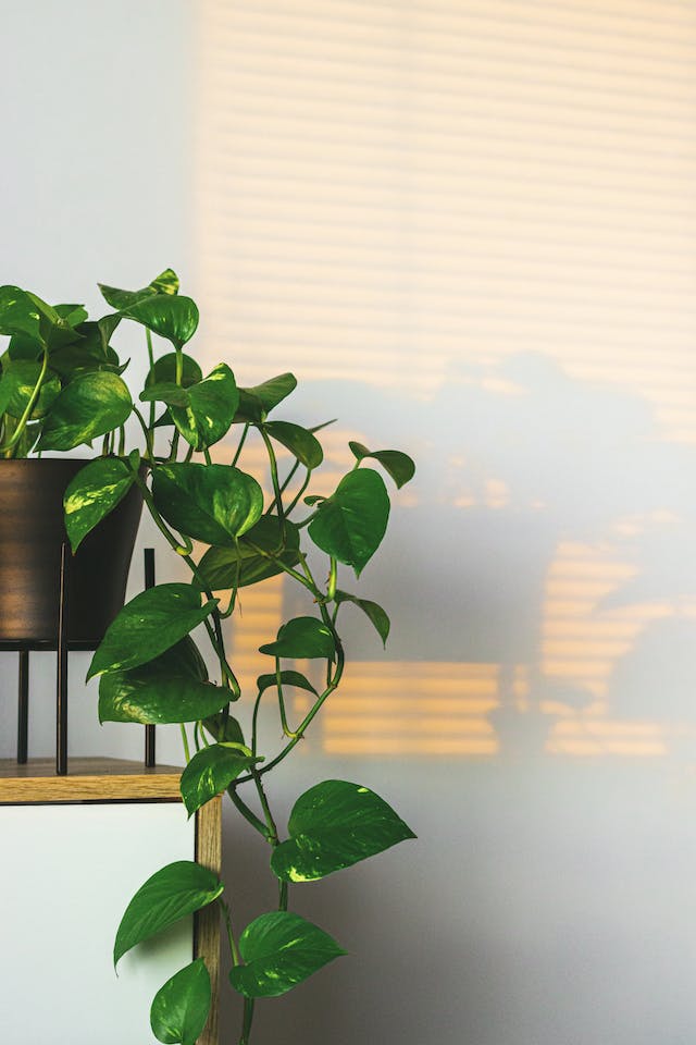 Pothos growing in a pot