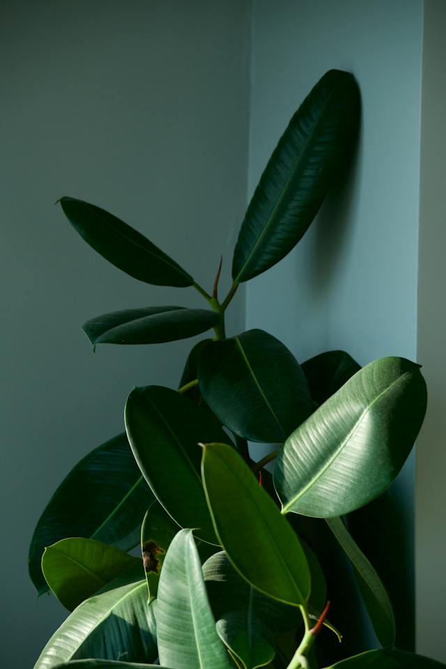 Rubber plant growing in low light conditions