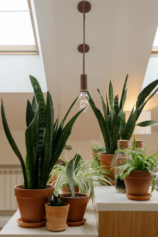 a collection of different plants in pots