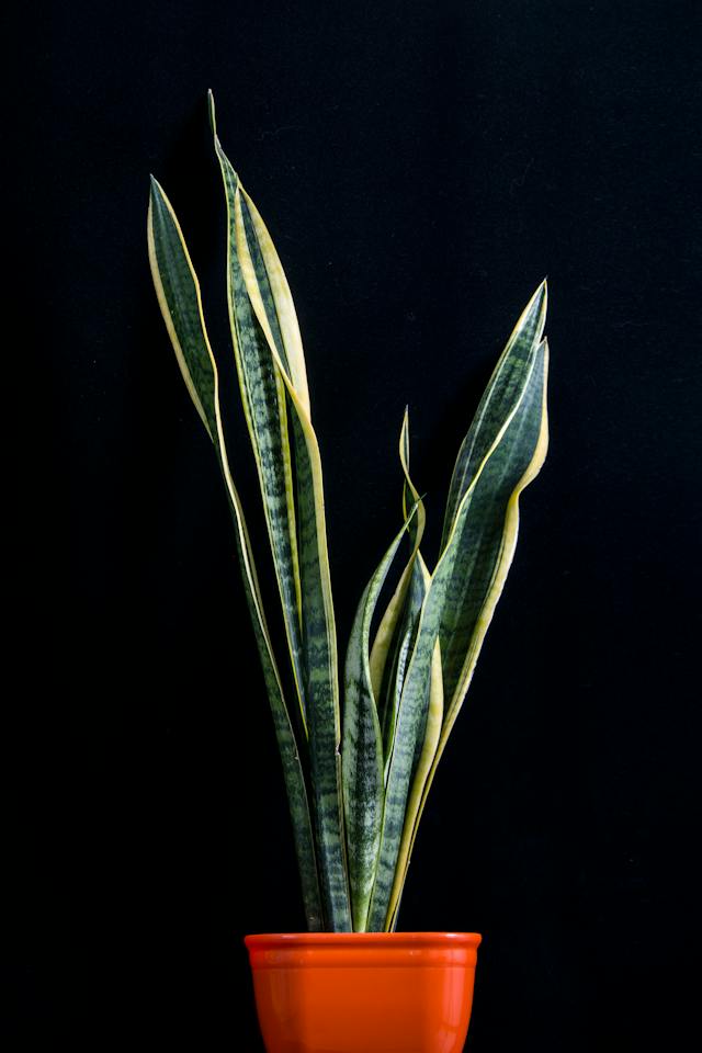 snake plant in a red pot against a black background