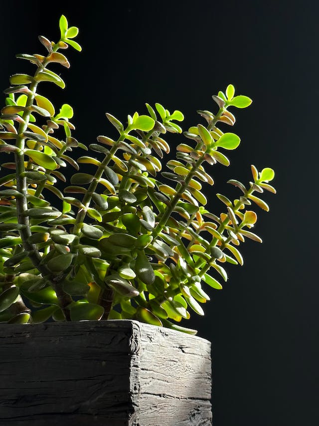 A leafy succulent plant growing towards the light against a black background