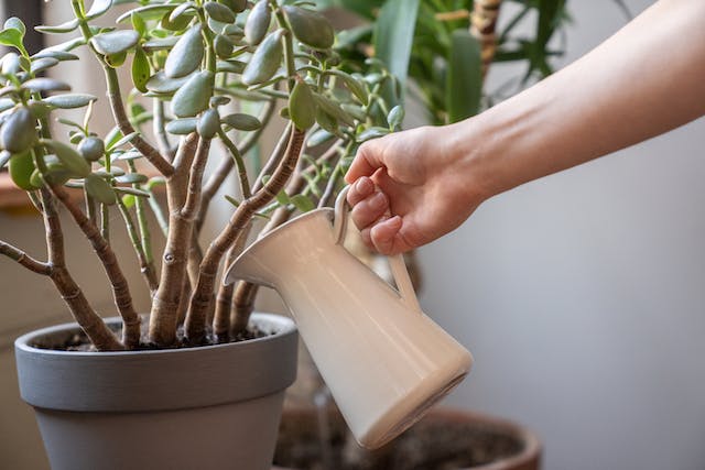 Someone watering a Jade plant with water in a jug