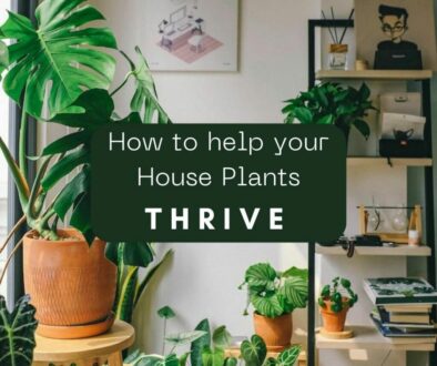 Background image: a collection of house plants with a bookshelf on the right against a white wall with text 'how to help your house plants thrive'