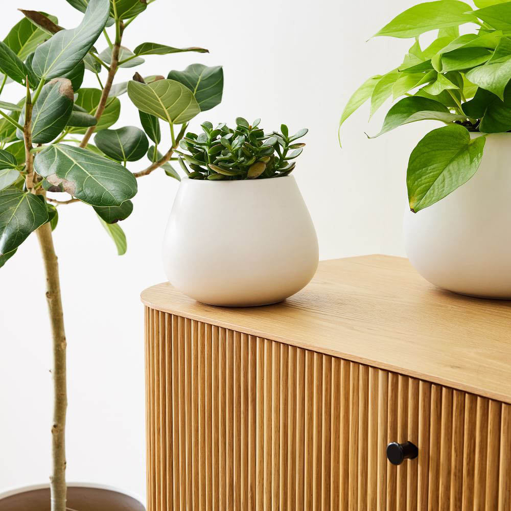 Visit gift ideas for plant lovers